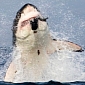 Picture of the Day: Great White Shark Jumps Out of the Water, Snatches Decoy Seal