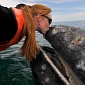 Picture of the Day: Grey Whale Kisses Tourist