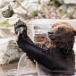 Picture of the Day: Grizzly Tries to Play Basketball with a Rock