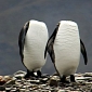 Picture of the Day: Headless Penguins Walk Around like Zombies