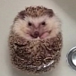 Picture of the Day: Hedgehog Takes a Bath