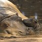 Picture of the Day: Hippo Mom and Calf Enjoy Mud Bath
