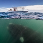 Picture of the Day: Humongous Whale Stalks Unsuspecting Tourists