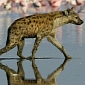 Picture of the Day: Hyena Walks on Water