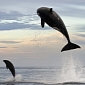 Picture of the Day: Killer Whale Goes Flying Through the Air While Hunting Dolphin