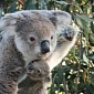 Picture of the Day: Koala Joey Is Determined Not to Let Go of His Mother