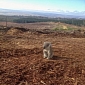 Picture of the Day: Koala Sits atop What Used to Be Its Forest Home