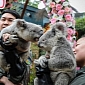 Koalas Get Married at Chinese Safari Park