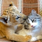 Picture of the Day: Liliger Cuddles with Domestic Cat