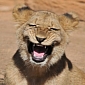 Picture of the Day: Lion Cub Bursts Out Laughing