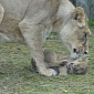 Picture of the Day: Lion Cub Gets Tickled by Its Mom