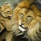 Picture of the Day: Lion Cub Tries to Get His Father to Play with Him