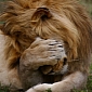 Picture of the Day: Lion Is Sick and Tired of Posing for the Camera