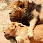 Picture of the Day: Lion and Lioness Nap Together in the Sun