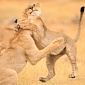 Picture of the Day: Lioness Gives Buddy a Great, Big Hug