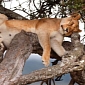 Picture of the Day: Lioness Naps in Odd, Likely Uncomfortable Position
