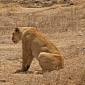 Picture of the Day: Lioness Turns Her Back on Dozens of Annoying Tourists