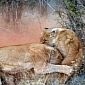 Picture of the Day: Lionesses Battle Each Other for the Safety of Their Cubs