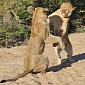 Picture of the Day: Lionesses Take Up Tango, Put On Quite a Show