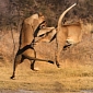 Picture of the Day: Lions Reenact “Matrix” Scene
