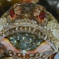 Picture of the Day: Male Dusky Jawfish Keeps Its Eggs Inside Its Mouth