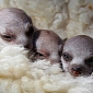 Picture of the Day: Meerkat Pups Line Up for Group Photo