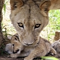 Picture of the Day: Mother Lion Lifts Up One of Its Cubs