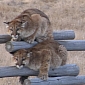 Picture of the Day: Mountain Lions Get Chased up a Fence by Coyotes
