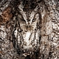 Picture of the Day: Owl Perfectly Blends In with Its Surroundings