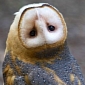 Picture of the Day: Owl Rotates Its Head a Full 180 Degrees
