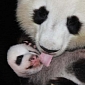 Picture of the Day: Panda Cub Gets Big, Sloppy Kiss from His Mom