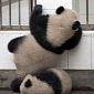 Picture of the Day: Panda Cub Tries to Escape Its Enclosure, Falls on Its Sibling