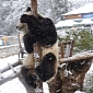 Picture of the Day: Panda Thinks It's a Pole Dancer