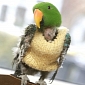 Picture of the Day: Parrot Eats His Own Feathers, Gets Woolly Jumper to Keep Him Warm