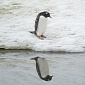 Picture of the Day: Narcissistic Penguin Can't Stop Staring at Its Reflection in an Icy Pool