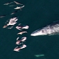 Picture of the Day: Pod of Dolphins Swims Alongside a Gray Whale