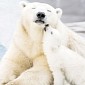 Picture of the Day: Polar Bear Cub Cuddles with Its Mom