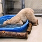 Watch: Polar Bear Cub Face-Plants in Kiddie Pool, Repeatedly