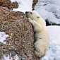Picture of the Day: Polar Bear Cub Tries to Climb a Rock, Has No Idea Where to Put Its Feet