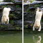 Picture of the Day: Polar Bear Dives Headfirst in a Pool