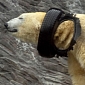 Picture of the Day: Polar Bear Sports Haute Couture Necklace