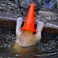 Picture of the Day: Polar Bear Thinks He's Ugly, Wears a Traffic Cone on His Head