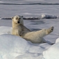 Picture of the Day: Polar Bear Thinks She's a Model, Strikes a Pose