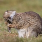 Picture of the Day: Rabbit Grooms Itself, Looks Adorable Doing It
