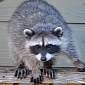 Picture of the Day: Raccoons Hold Hands, Look Heartbreakingly Endearing