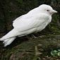Picture of the Day: Rare Albino Jackdaw Caught on Camera in South Wales