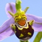 Picture of the Day: Rare Orchid Looks like Shrek