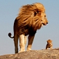 Picture of the Day: Real-Life Simba and Mufasa Caught on Camera in Tanzania