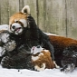 Picture of the Day: Red Panda Cubs Wrestle in the Snow