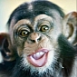 Picture of the Day: Ridiculously Photogenic Baby Chimpanzee Makes Funny Face